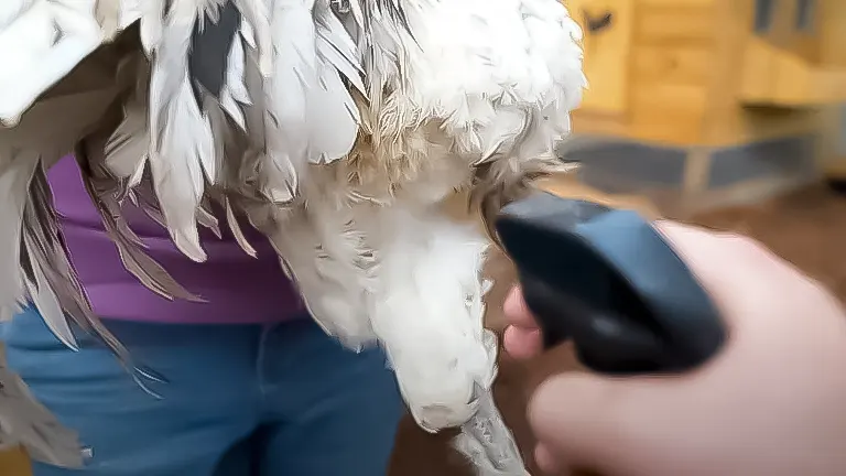 Spraying treatment on a chicken for mite control