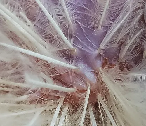 Close-up of mites on chicken skin