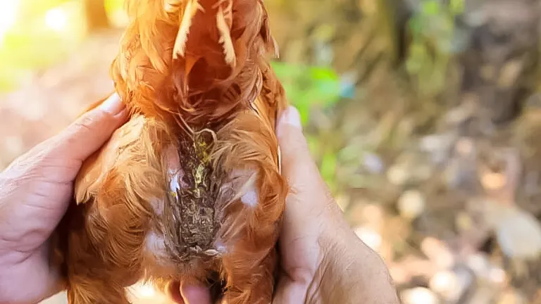 Inspecting a chicken's vent for mites