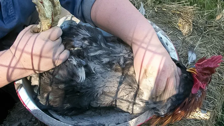 Person treating a chicken for mites