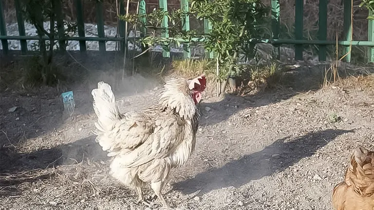 Chicken dust bathing to remove mites