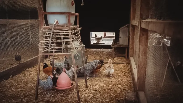 Chickens inside a well-maintained coop with clean bedding and a feeder.