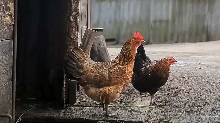Two chickens standing near the entrance of a coop