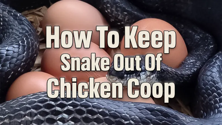 How To Keep Snakes Out of Chicken Coop? An In-Depth Guide and Evaluation