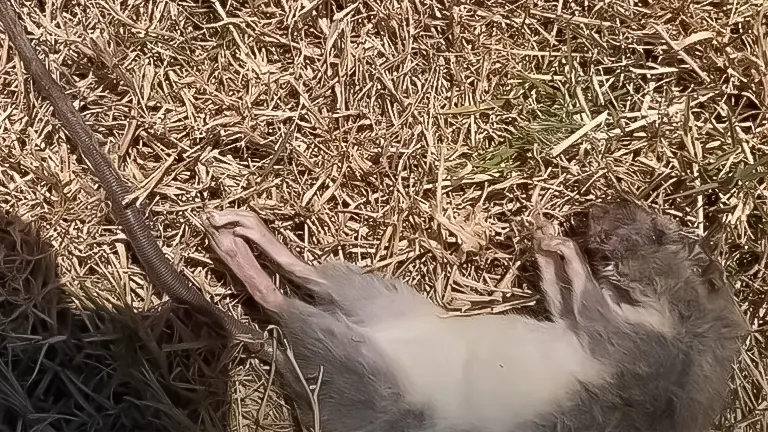 Dead rodent near a snake on straw bedding, related to chicken coop pest control