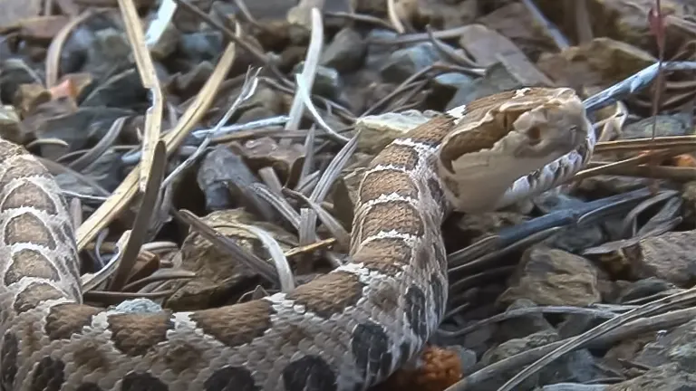 Patterned snake among ground debris relevant to chicken coop safety