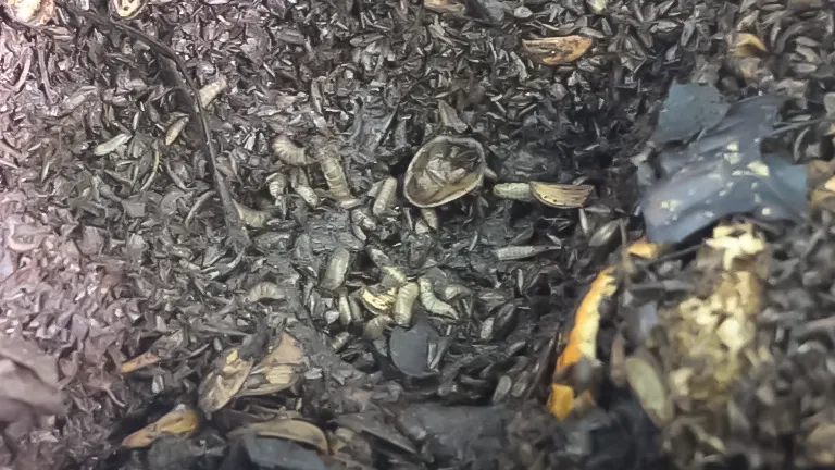 Close-up view of soldier fly larvae actively composting in a bin