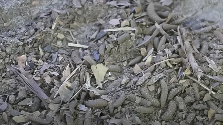 Close-up of soldier fly larvae among compost materials, showing the active decomposition process in a composting bin