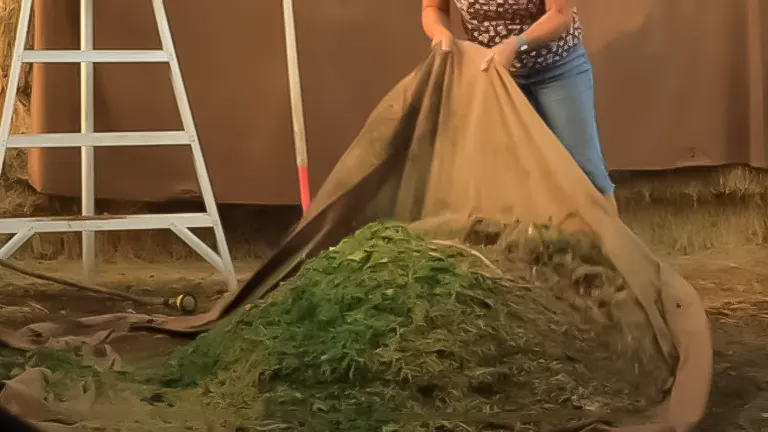 Person uncovering a pile of green compost material with a tarp