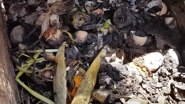 A Black Soldier Fly bin with decomposing food waste, including fruit peels and eggshells, illustrating the composting process