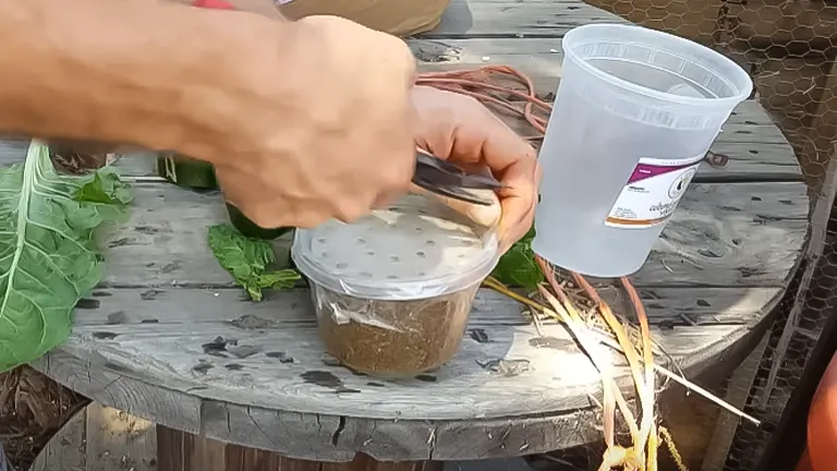 Person preparing a Black Soldier Fly larvae container with air holes, alongside fresh vegetable scraps, for a composting bin setup