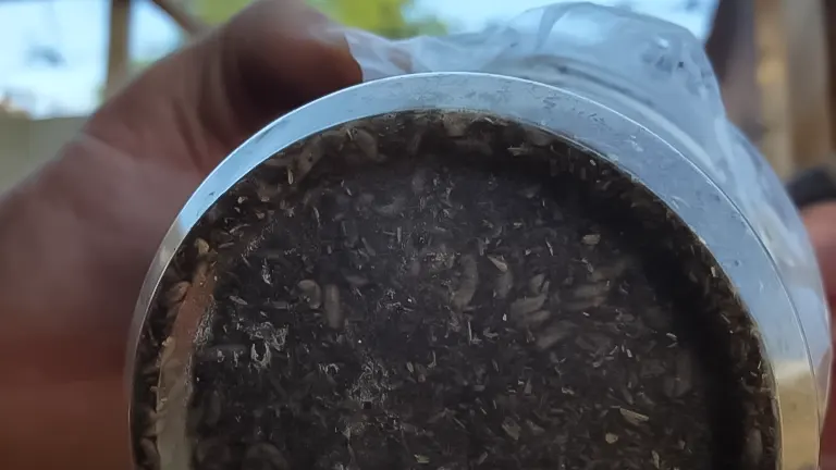 A container filled with Black Soldier Fly larvae, viewed from above, indicating the initial stage of setting up a BSF composting bin