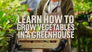 Learn How to Grow Vegetables in a Greenhouse: Tips And Tricks