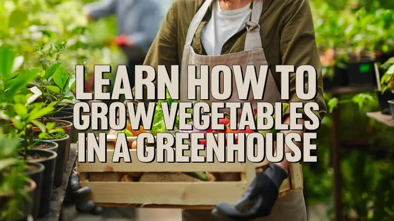 Learn How to Grow Vegetables in a Greenhouse: Tips And Tricks