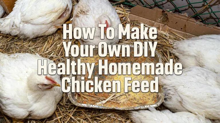 How to Make Your Own DIY Healthy Homemade Chicken Feed