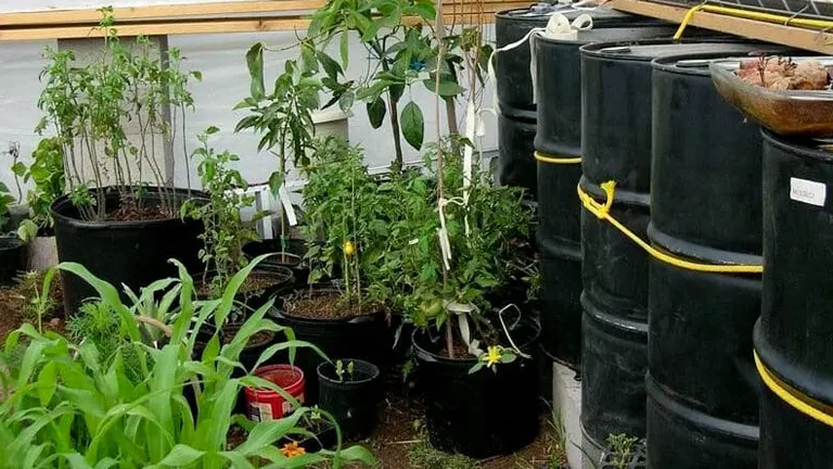 Various plants growing in pots inside a greenhouse