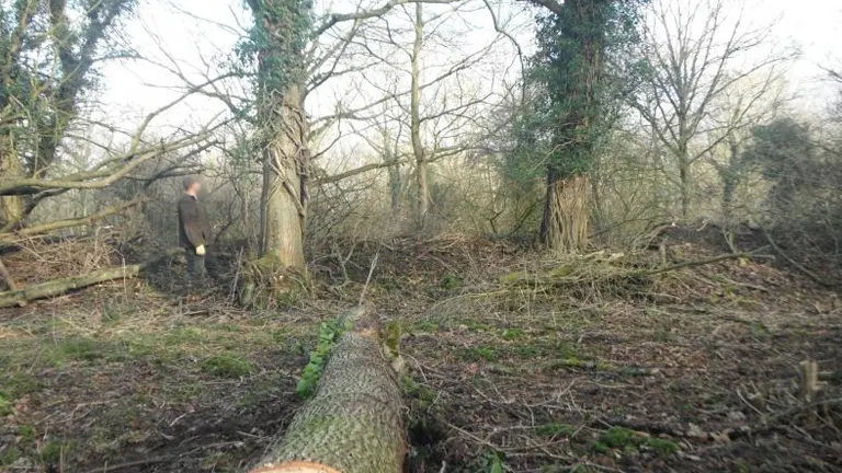 A person standing in a wooded area with fallen trees.