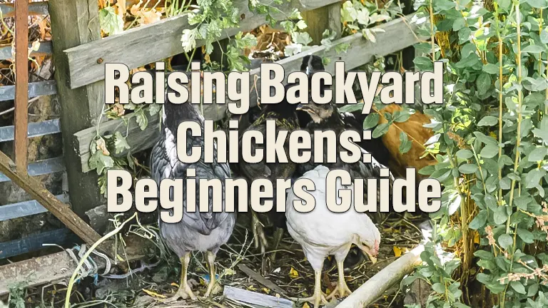 Raising Backyard Chickens: Beginners Guide