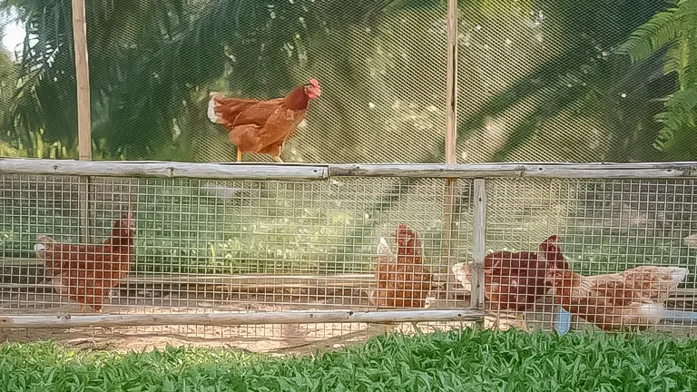 Chickens in a fenced outdoor coop with one perched on a wooden bar, indicative of a secure backyard chicken environment