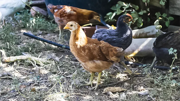 A group of young chickens of varying breeds foraging in a backyard setting