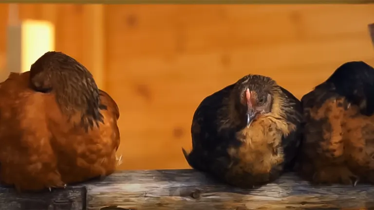 Three chickens perched and resting inside a wooden coop