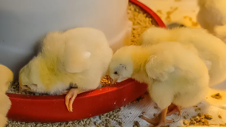 Chicks feeding in a brooder, essential for beginners raising backyard chickens