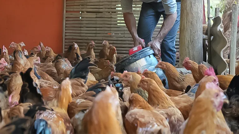 A person feeding a flock of chickens in a coop, illustrating a step in managing backyard chickens