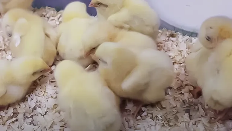 A group of chick hatchlings in a brooder, part of starting a backyard chicken flock