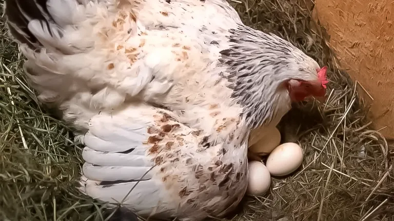 Hen brooding over eggs in a nest, a key aspect of chicken raising for beginners