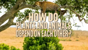 How Do Animals and Plants Depend on Each Other?