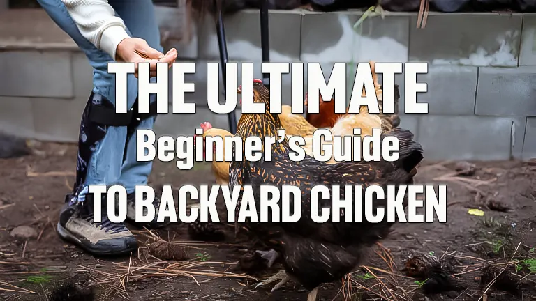 Backyard Chickens: A Step-by-Step Guide for First-Timers