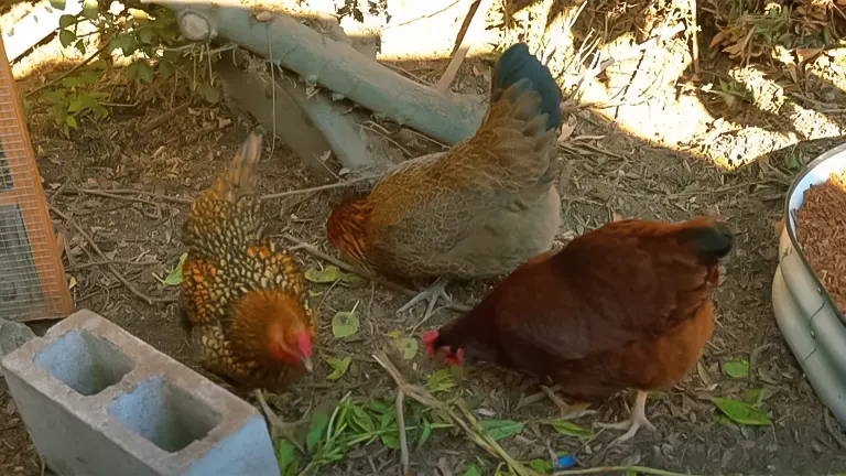A group of chickens foraging on the ground in a shaded backyard area