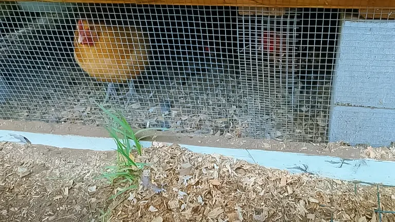 A chicken viewed behind a wire mesh fence in a backyard coop setting