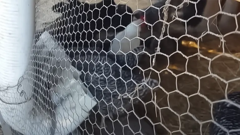 Close-up of chickens behind a hexagonal wire mesh, possibly inside a chicken coop
