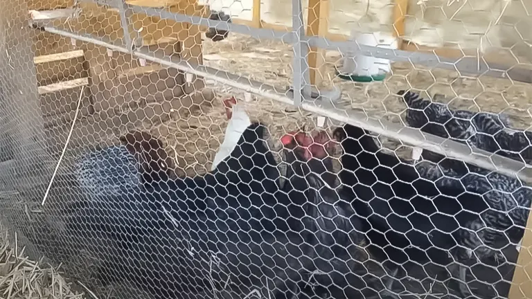 Chickens seen through a wire fence inside a coop, with perches and an automatic water feeder