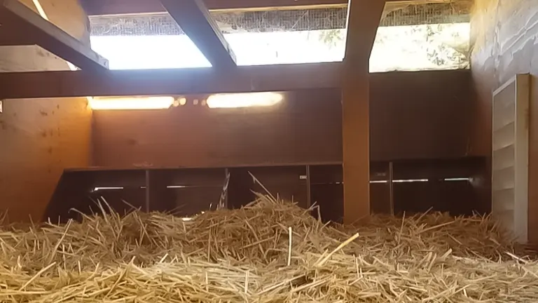 Interior of a chicken coop showing straw bedding and nesting boxes with light filtering through a vented roof