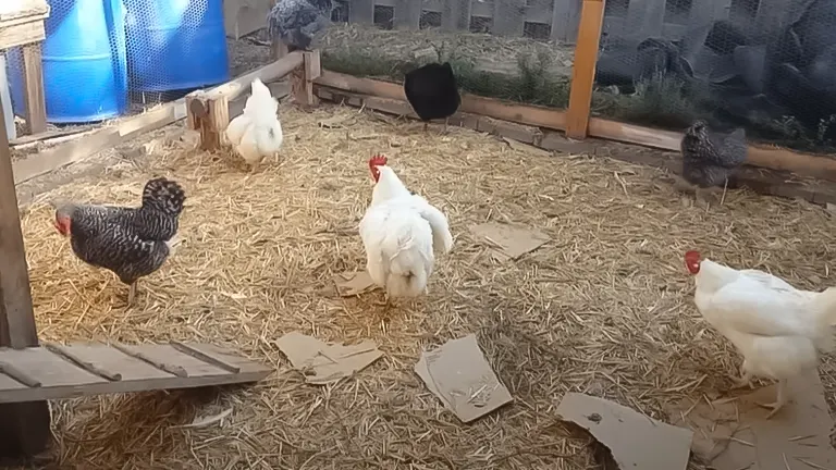 Chickens of various breeds in a straw-covered coop enclosure with a water tank and fencing