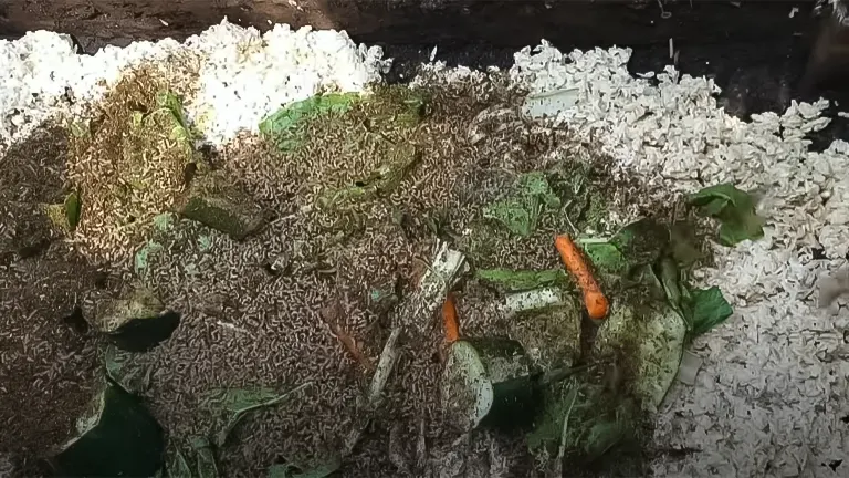 Black soldier fly larvae bin with decomposing food scraps and bedding
