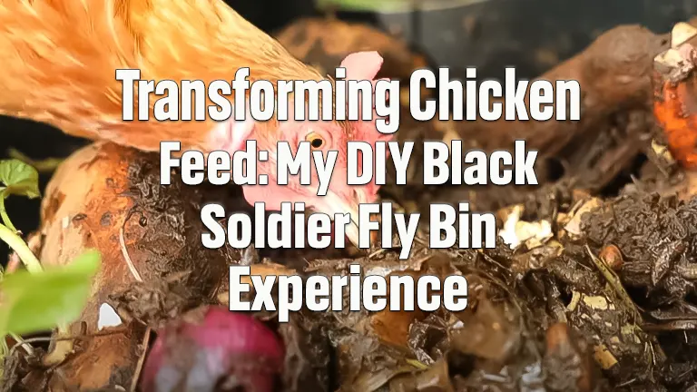 Transforming Chicken Feed: My DIY Black Soldier Fly Bin Experience