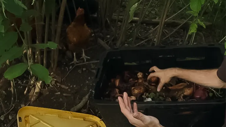 Person adding food waste to a black compost bin with a chicken