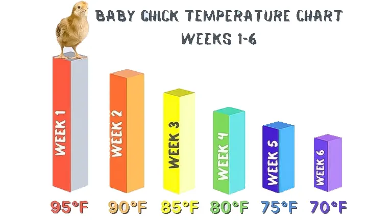 Week-by-Week Temperature Guide for Chicks