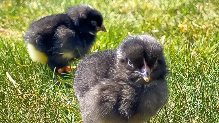 When Can Chicks Safely Go Outside Without Heat?