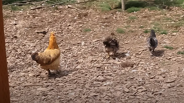 When Can Chicks Safely Join Other Chickens Outside