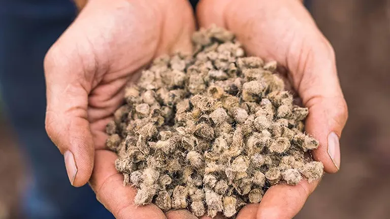 Person holding a lot of Wool Pellets
