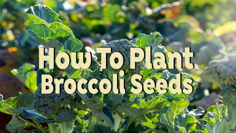 How To Plant Broccoli Seeds Organically for Healthier Crops