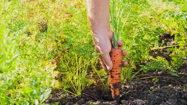A hand pulling a ripe carrot from the soil