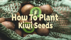 how to plant kiwi seeds