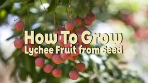 how to grow lychee fruit from seed
