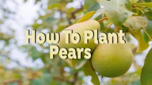 how to plant to pears