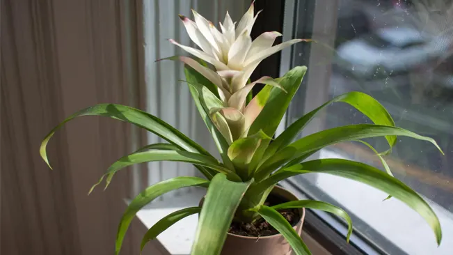 Bromeliad plant with a pale flower in a pot by a window